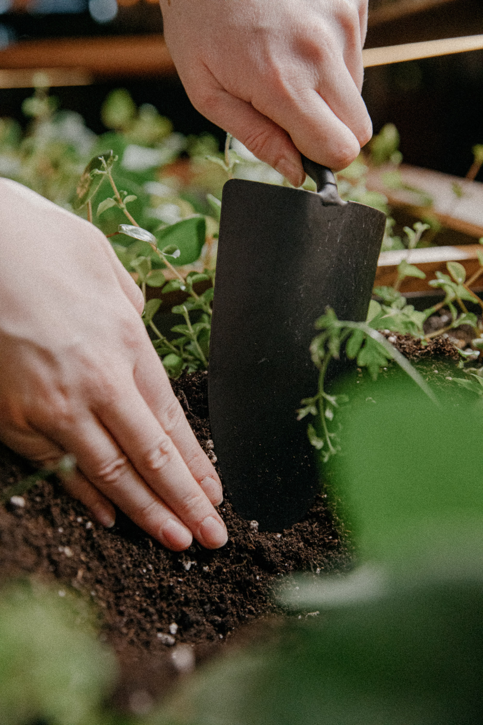 Six_Senses_Place_London_Gardening