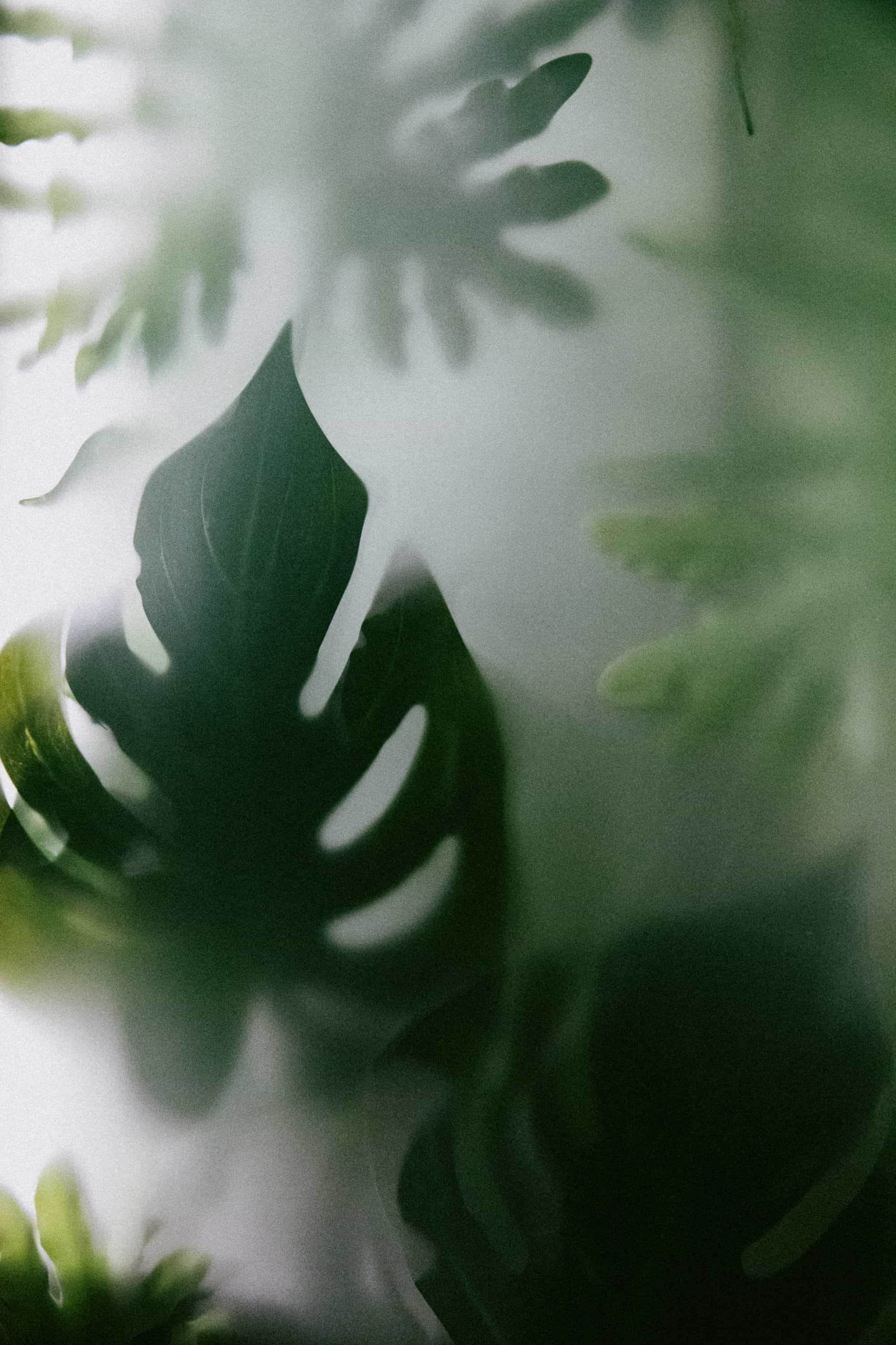 Six_Senses_Place_London_Plant